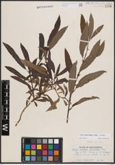 Foto von Salix candida Flüggé ex Willd.
